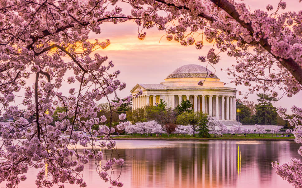 Washington Cherry Blossoms — Victory Dance Creative